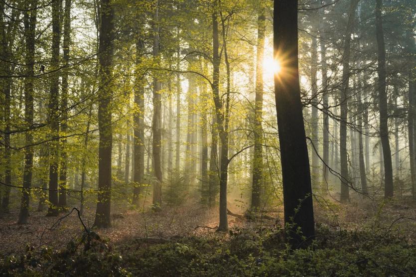 Beautiful Woodland Walks in London