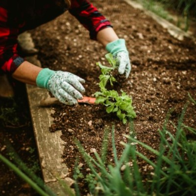 What to plant in your garden in Autumn