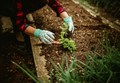 What to plant in your garden in Autumn